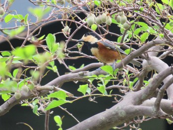 Varied Tit 大阪府 Thu, 9/21/2023