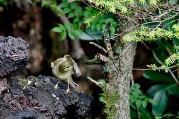 メボソムシクイ 山梨県 2018年7月31日(火)