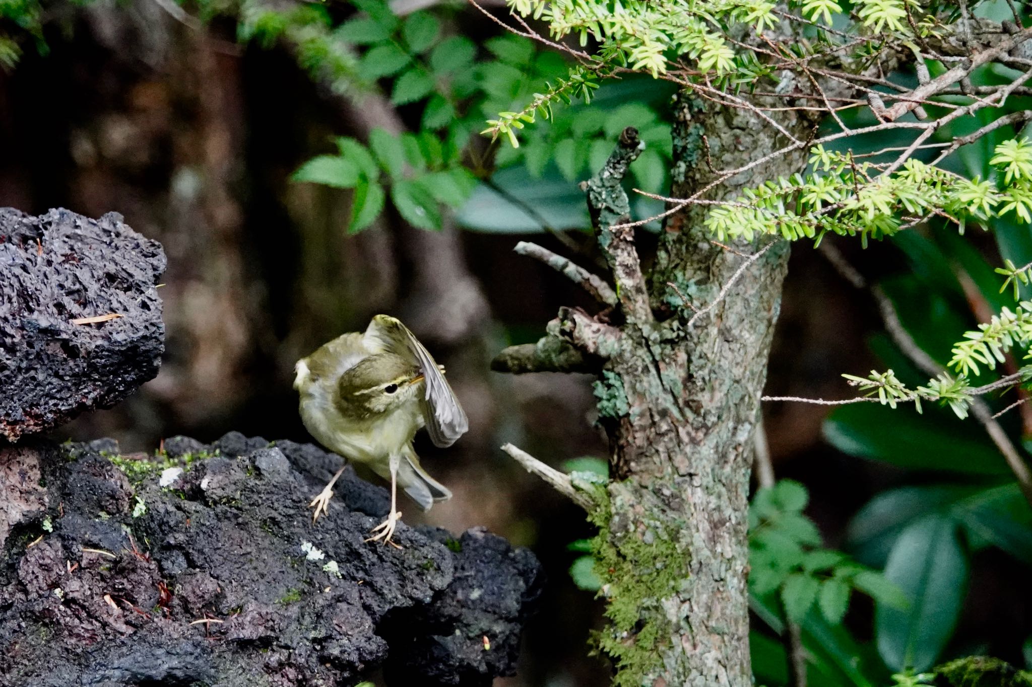 Japanese Leaf Warbler