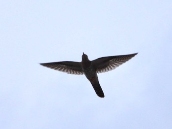 Oriental Cuckoo マイフィールドa Mon, 10/2/2023