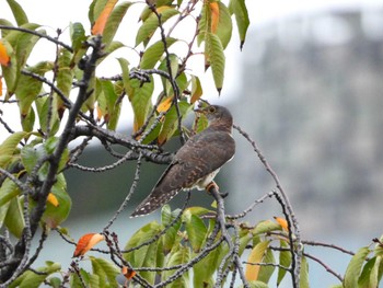 Oriental Cuckoo マイフィールドa Mon, 10/2/2023