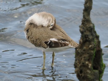 イソシギ 東京港野鳥公園 2023年9月30日(土)