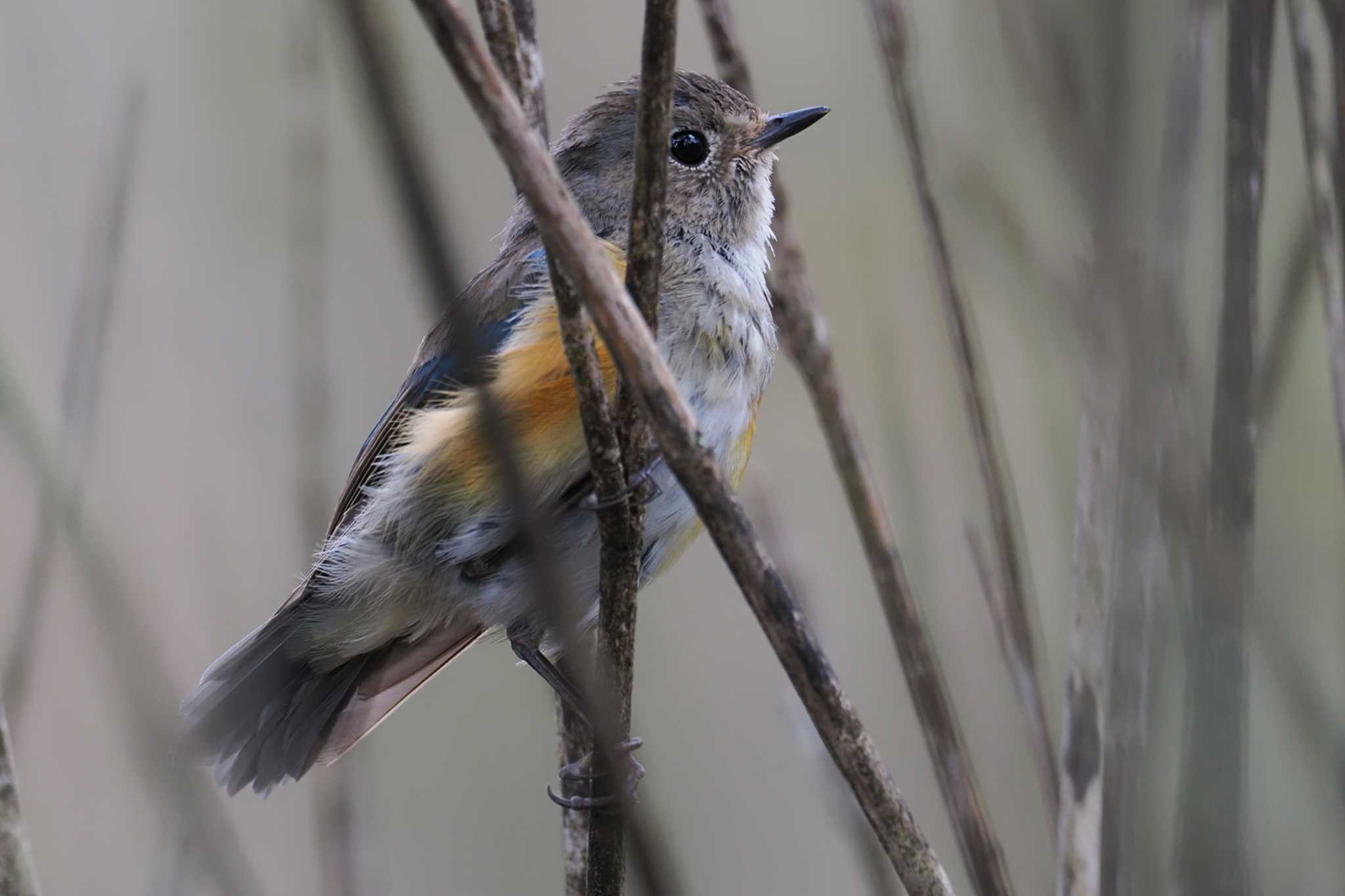 Red-flanked Bluetail