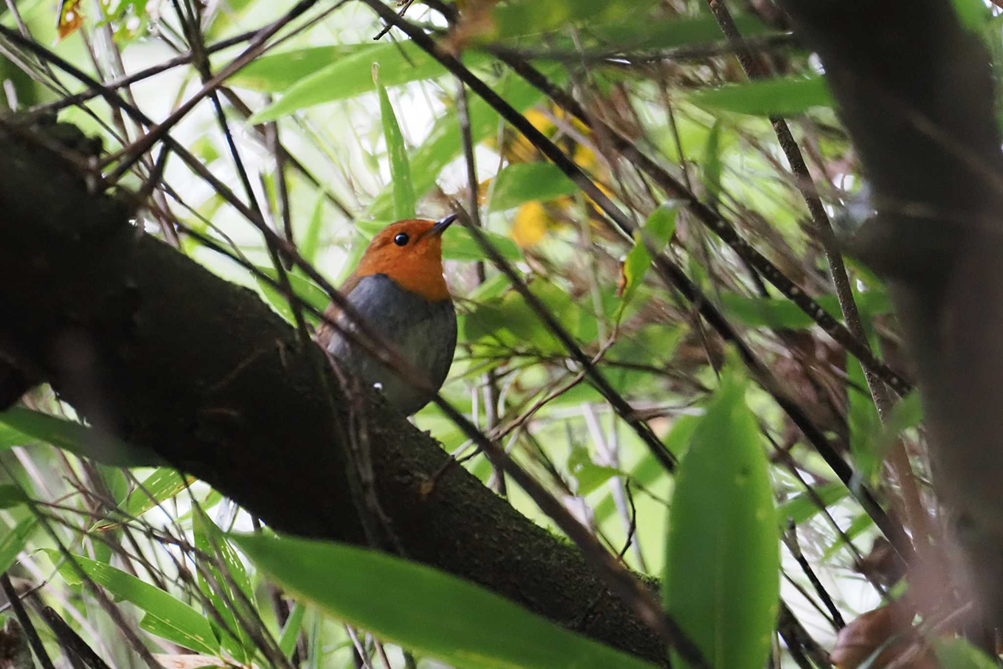 Japanese Robin