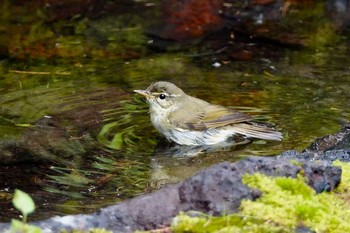 メボソムシクイ 山梨県 2018年7月31日(火)