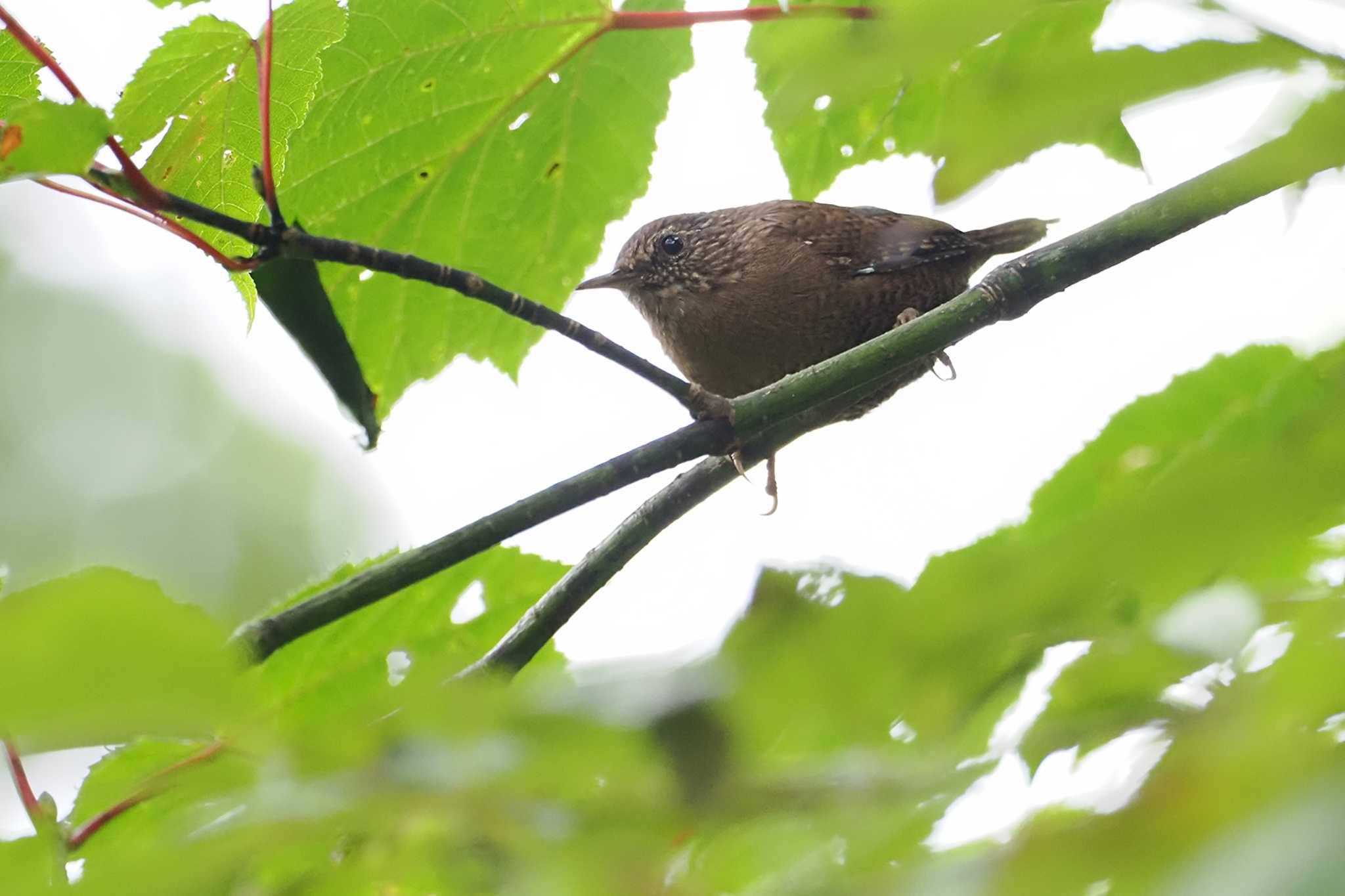 Eurasian Wren