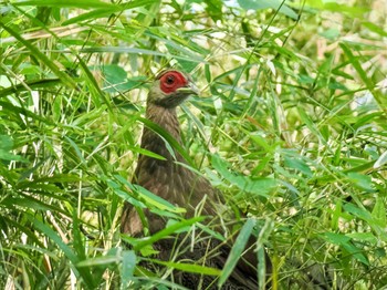 2023年9月26日(火) 東京都の野鳥観察記録