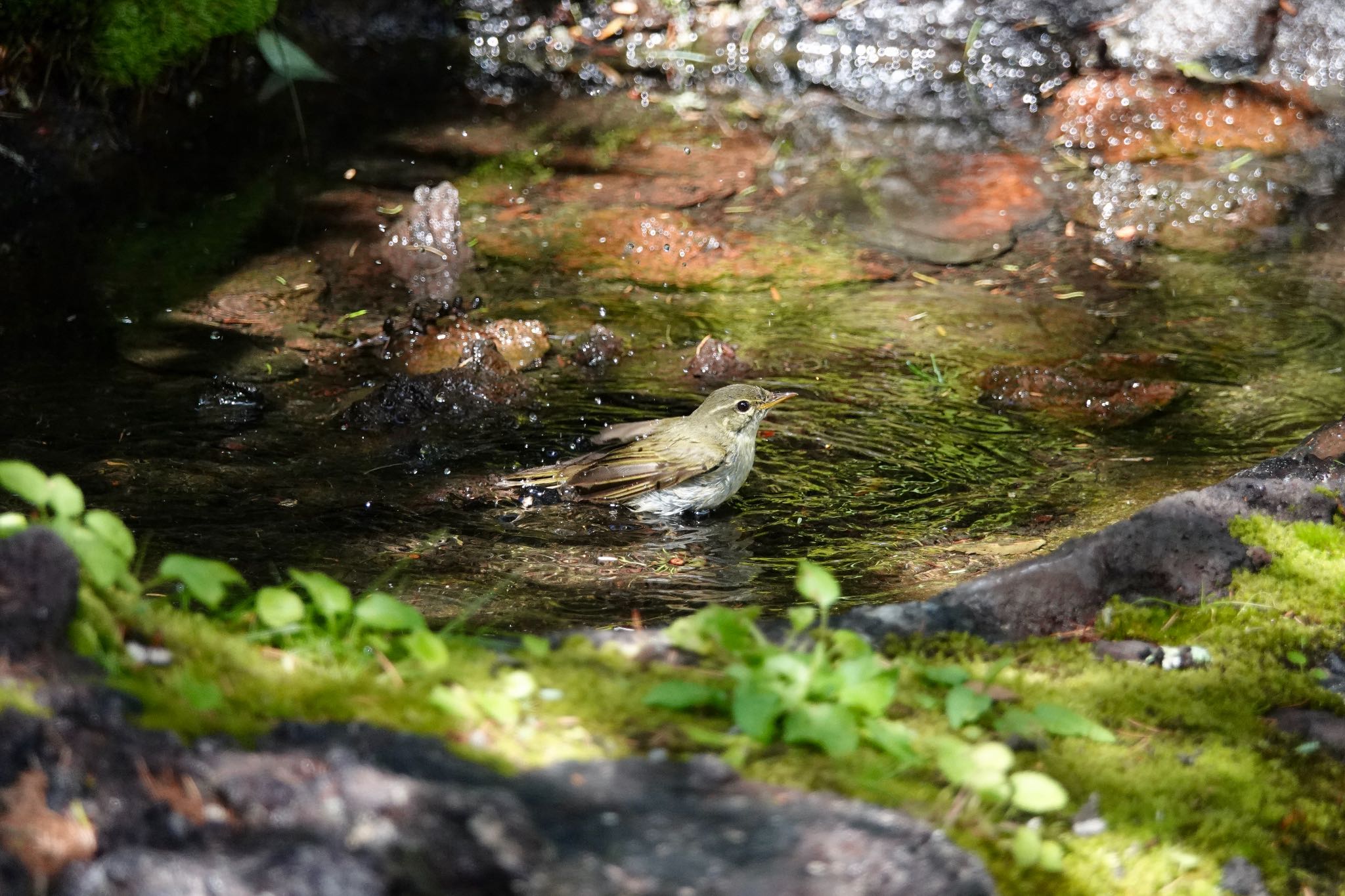 Japanese Leaf Warbler