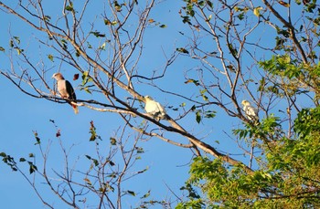 Silver-tipped Imperial Pigeon Tangkoko NR(Indonesia Sulawesi Island) Fri, 9/22/2023