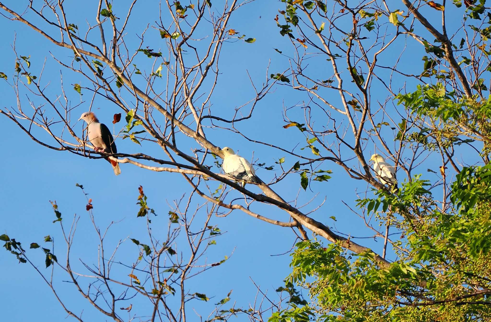 Photo of Silver-tipped Imperial Pigeon at Tangkoko NR(Indonesia Sulawesi Island) by okamooo