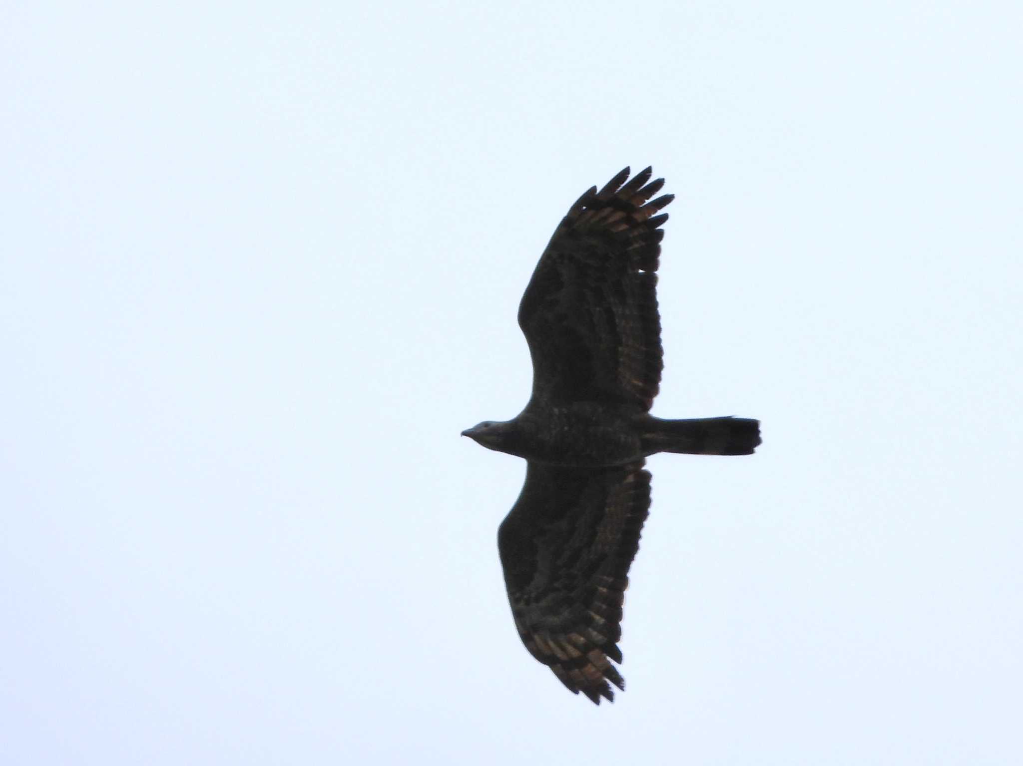 Photo of Crested Honey Buzzard at 武山(神奈川県横須賀市) by ｱ