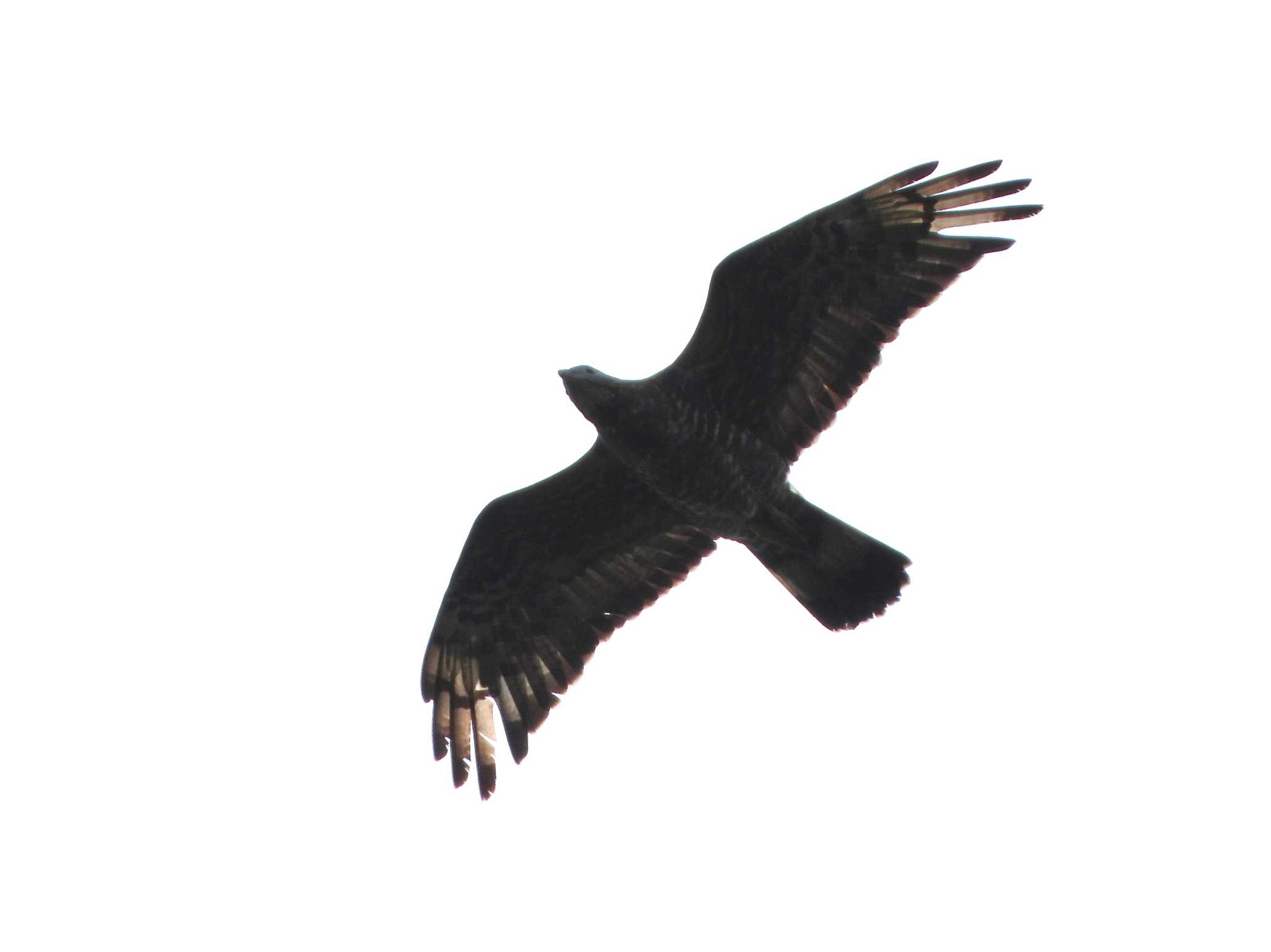 Photo of Crested Honey Buzzard at 武山(神奈川県横須賀市) by ｱ