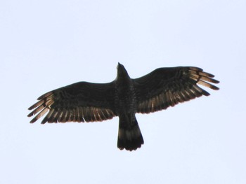 Crested Honey Buzzard 武山(神奈川県横須賀市) Sun, 9/24/2023