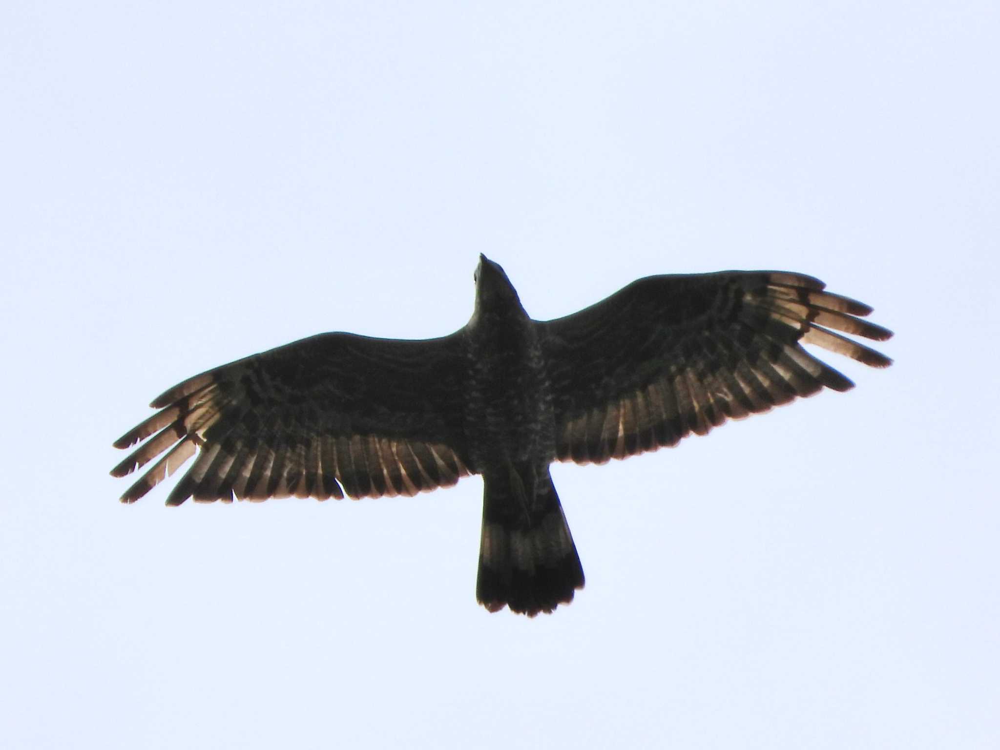 Photo of Crested Honey Buzzard at 武山(神奈川県横須賀市) by ｱ