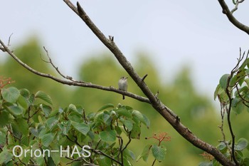 Asian Brown Flycatcher 東京都多摩地域 Mon, 10/2/2023