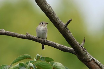 Asian Brown Flycatcher 東京都多摩地域 Mon, 10/2/2023