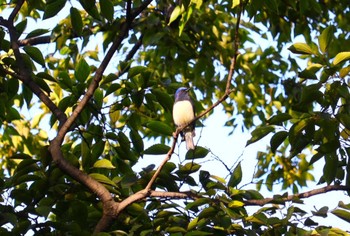 2023年10月2日(月) 鶴舞公園(名古屋)の野鳥観察記録