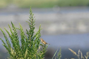 Zitting Cisticola 酒匂川河口 Wed, 9/20/2023