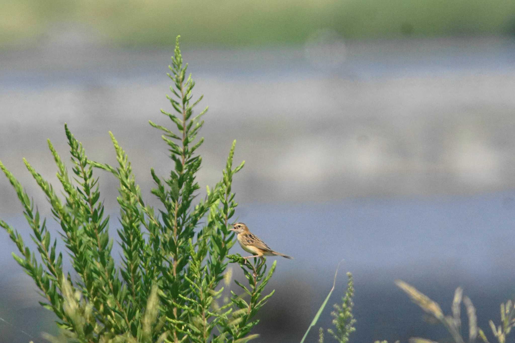 Photo of Zitting Cisticola at 酒匂川河口 by bea