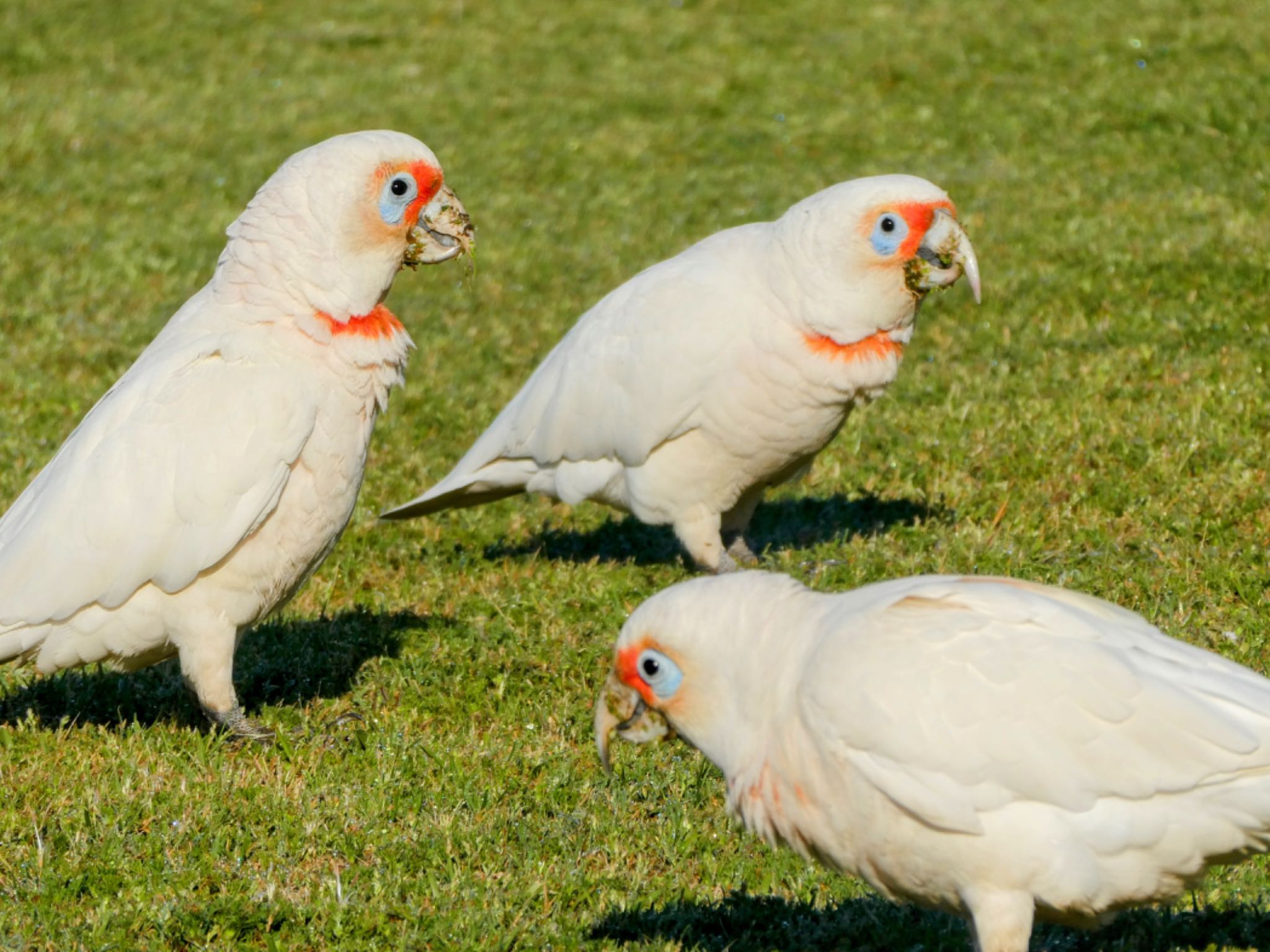 Photo of Long-billed Corella at Raby, NSW, Australia by Maki