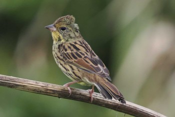 Masked Bunting Hegura Island Mon, 10/2/2023