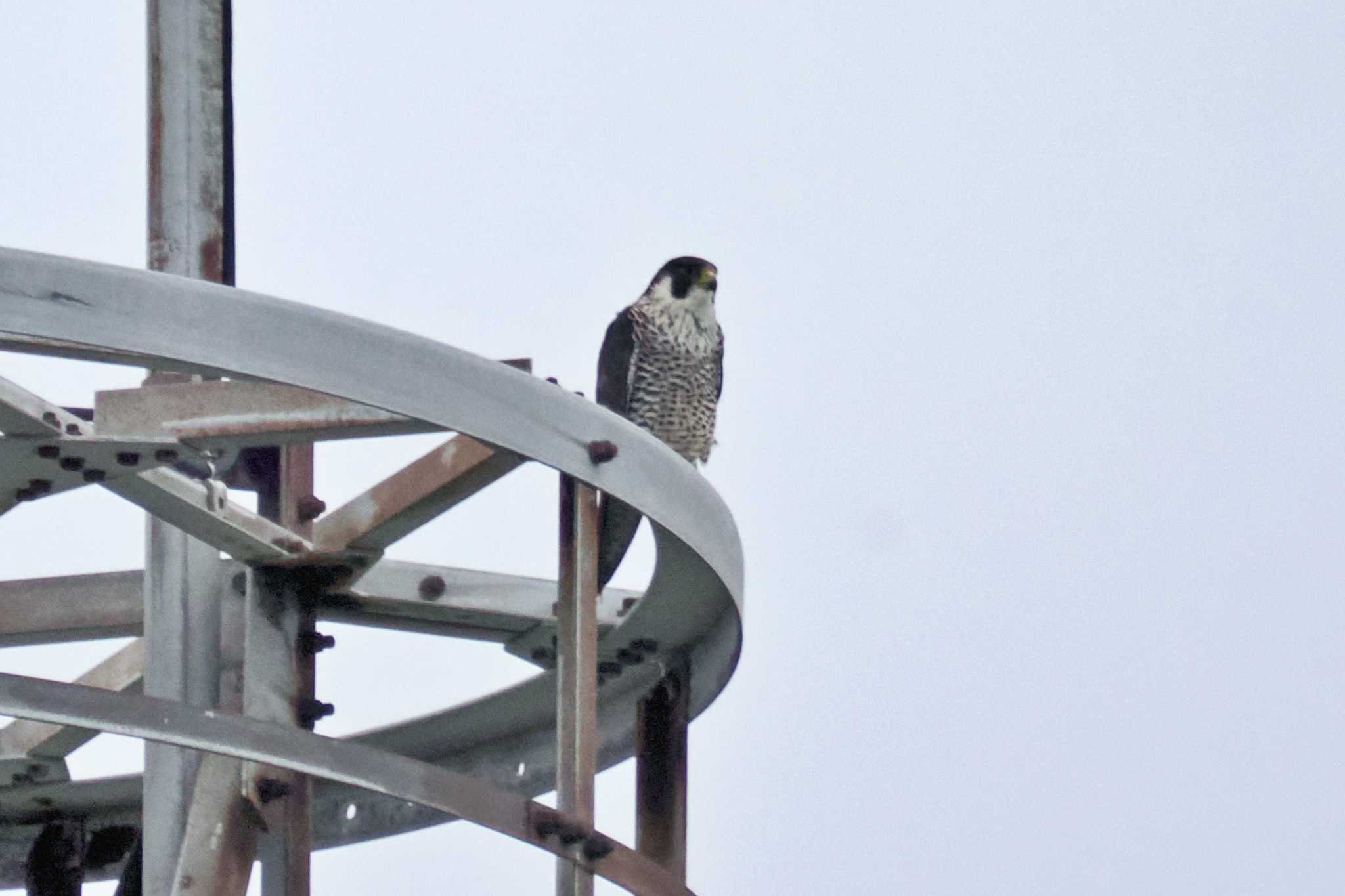 Photo of Peregrine Falcon at Hegura Island by 藤原奏冥