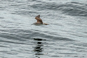 Streaked Shearwater 観音崎公園 Fri, 9/29/2023