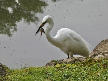 Great Egret Nara Park Thu, 5/25/2023