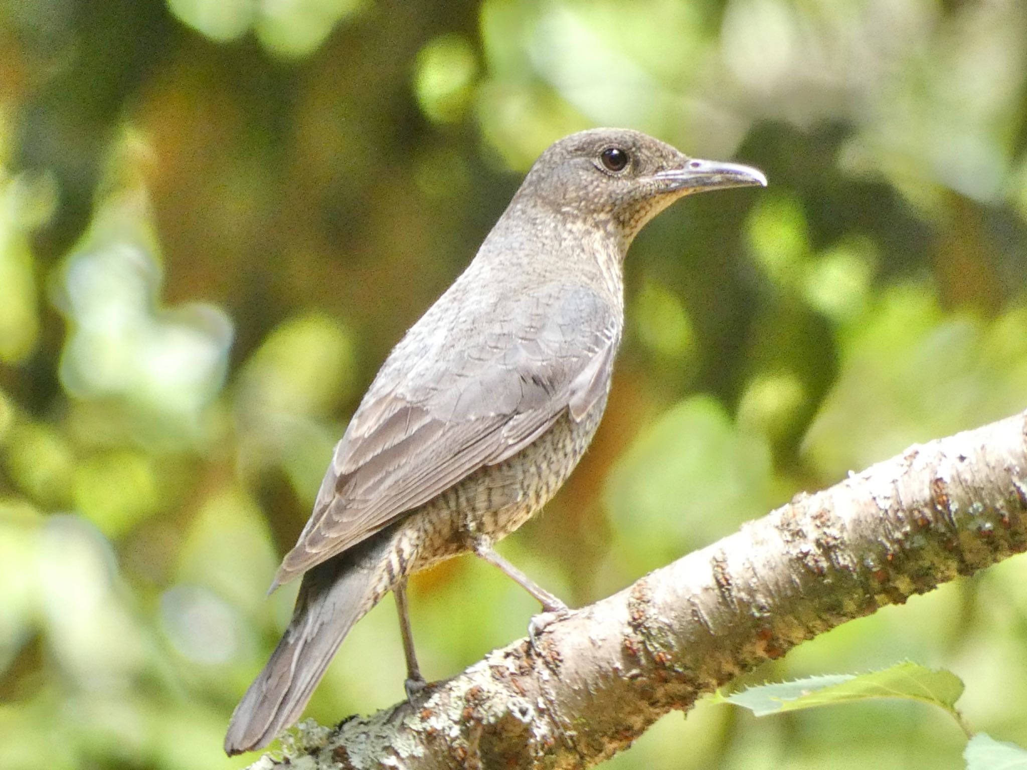 Blue Rock Thrush