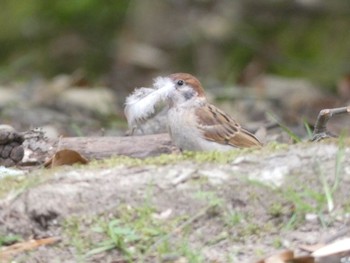 Eurasian Tree Sparrow Nara Park Thu, 5/25/2023