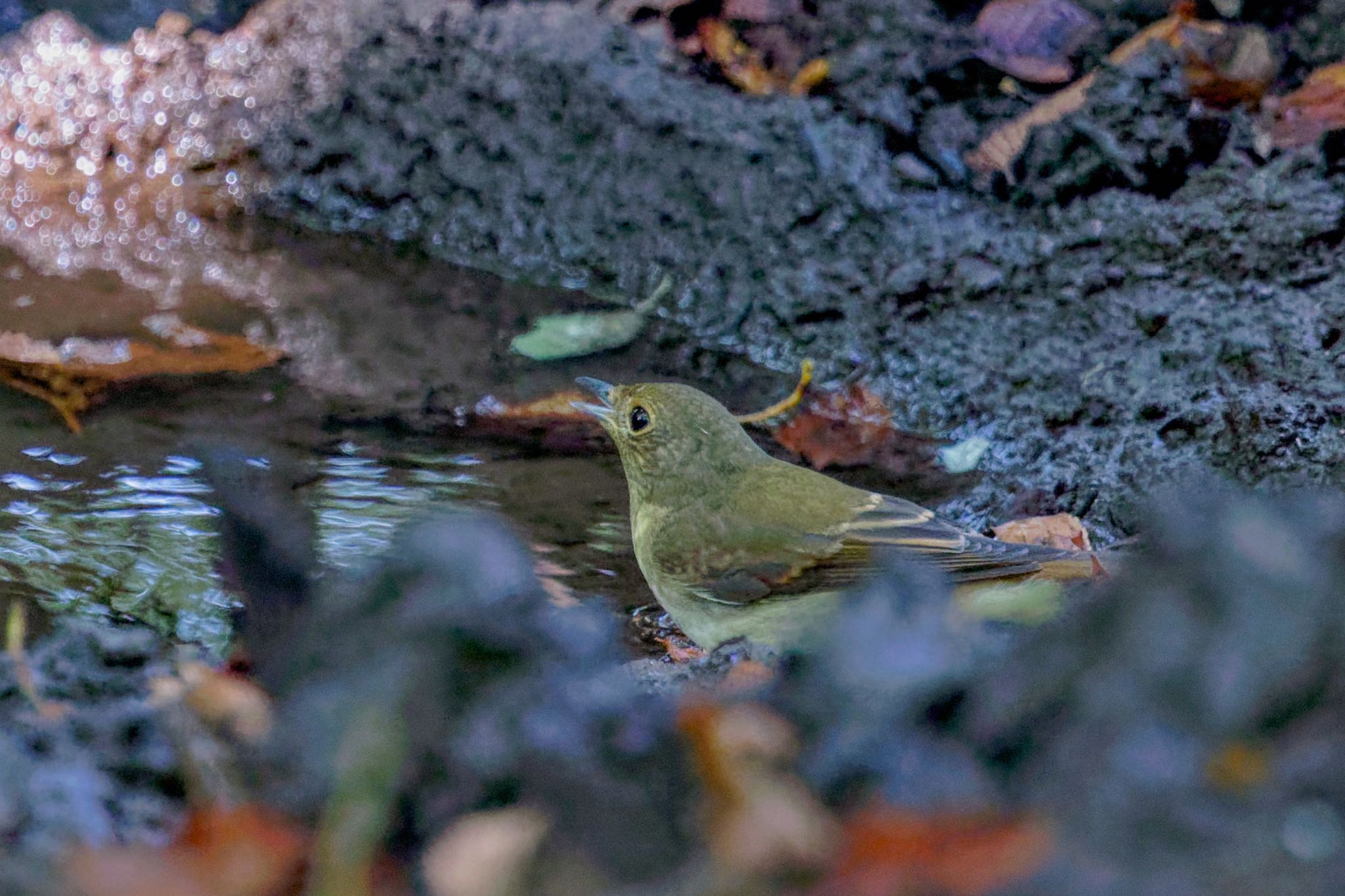 Narcissus Flycatcher