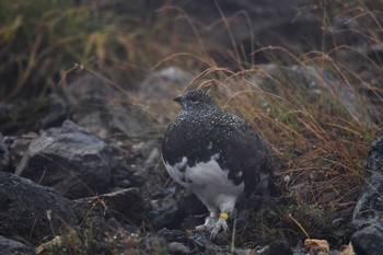 Sun, 9/16/2018 Birding report at 乗鞍岳