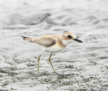 Greater Sand Plover Unknown Spots Sun, 9/3/2023