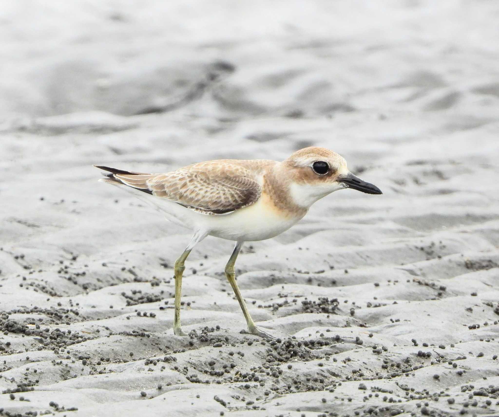Photo of Greater Sand Plover at  by サジタリウスの眼