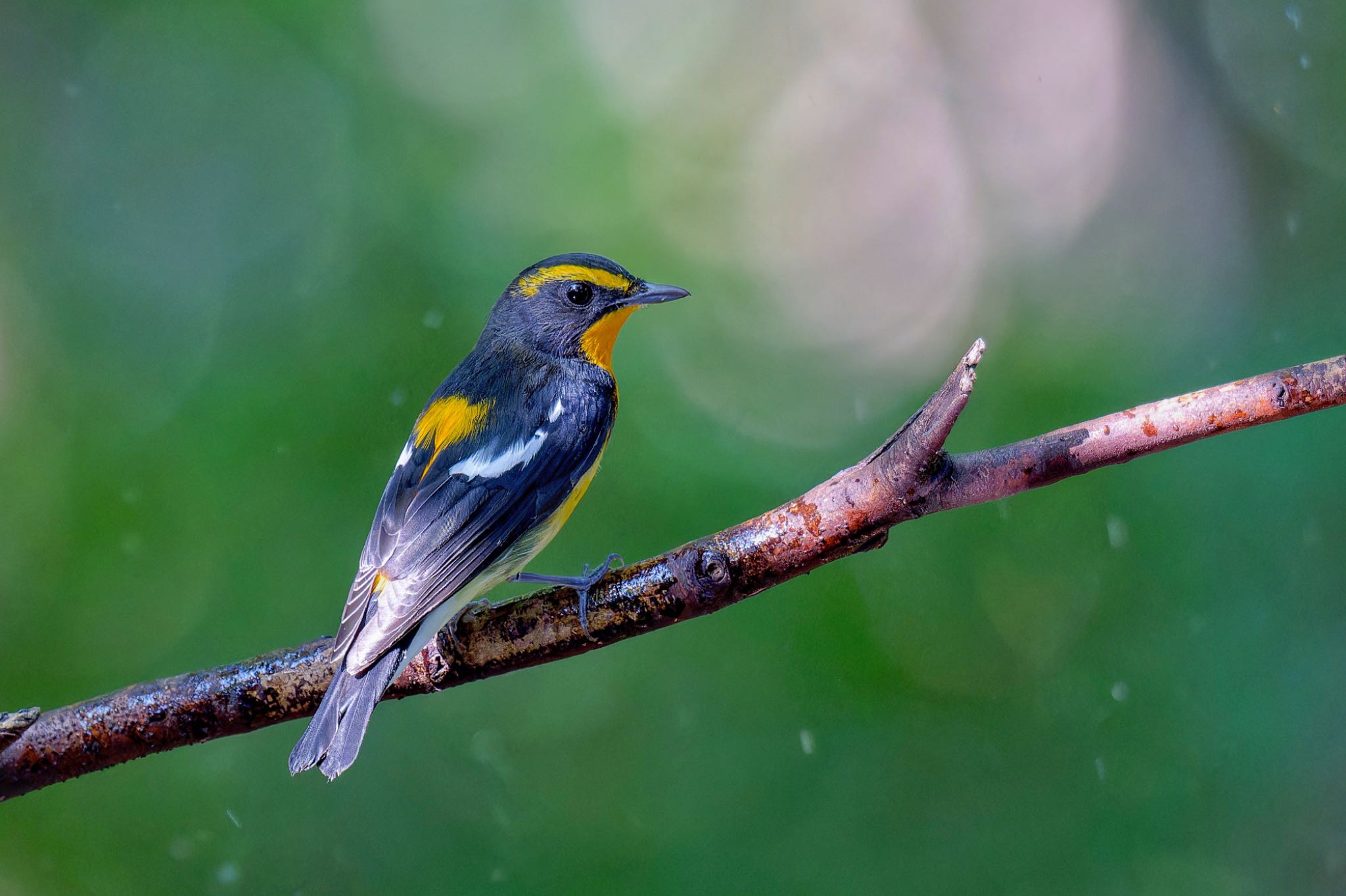 Narcissus Flycatcher