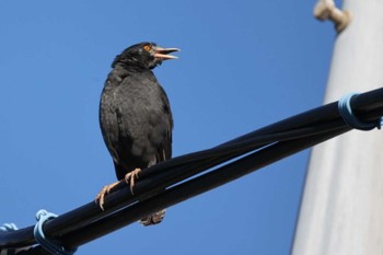 Crested Myna 近所 Tue, 10/3/2023