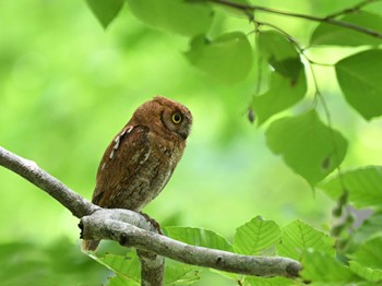 Oriental Scops Owl Unknown Spots Sun, 7/23/2023