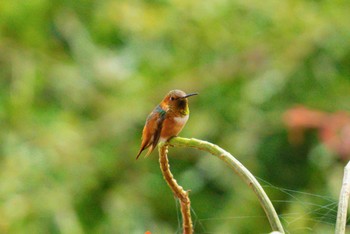 Allen's Hummingbird サンディエゴ Fri, 9/1/2023