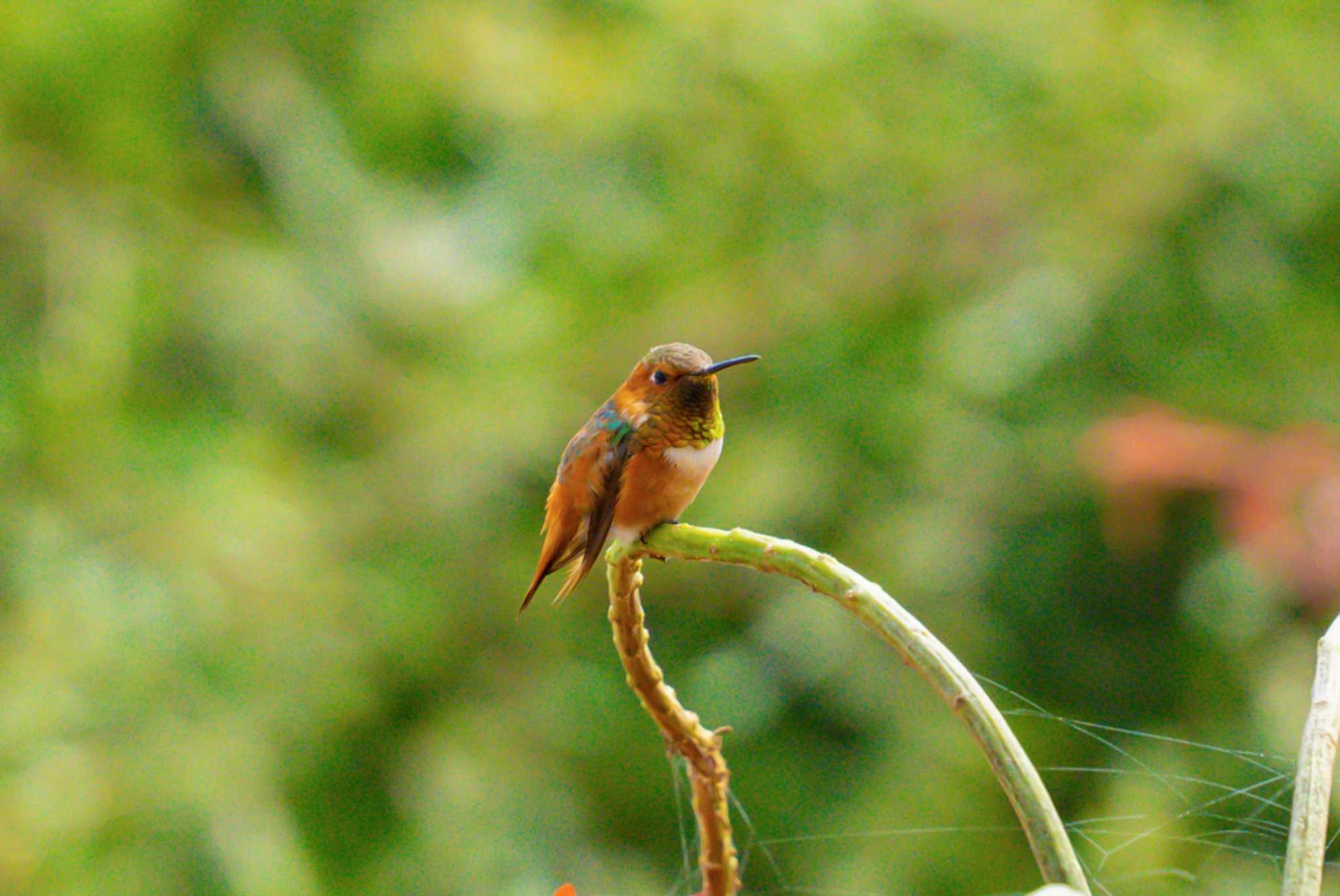 Photo of Allen's Hummingbird at サンディエゴ by しょうへいくん