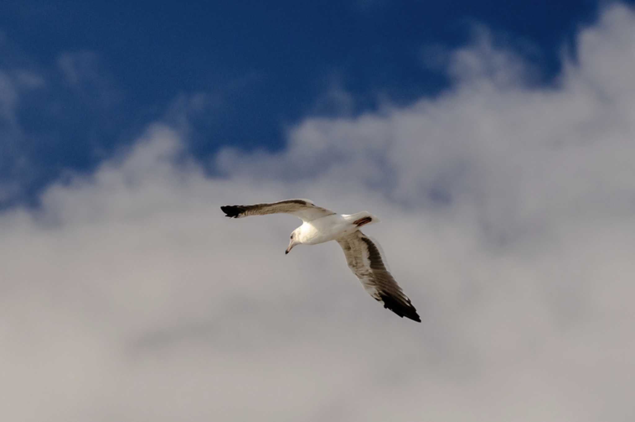 Photo of Black-tailed Gull at サンディエゴ by しょうへいくん
