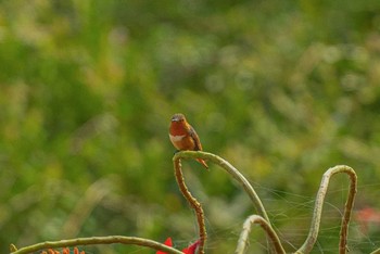 Allen's Hummingbird サンディエゴ Fri, 9/1/2023