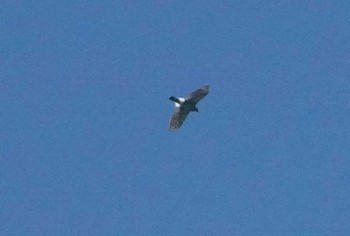 Crested Goshawk Khao Sok NP Fri, 2/22/2019