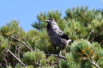 2023年9月30日(土) 乗鞍岳畳平の野鳥観察記録