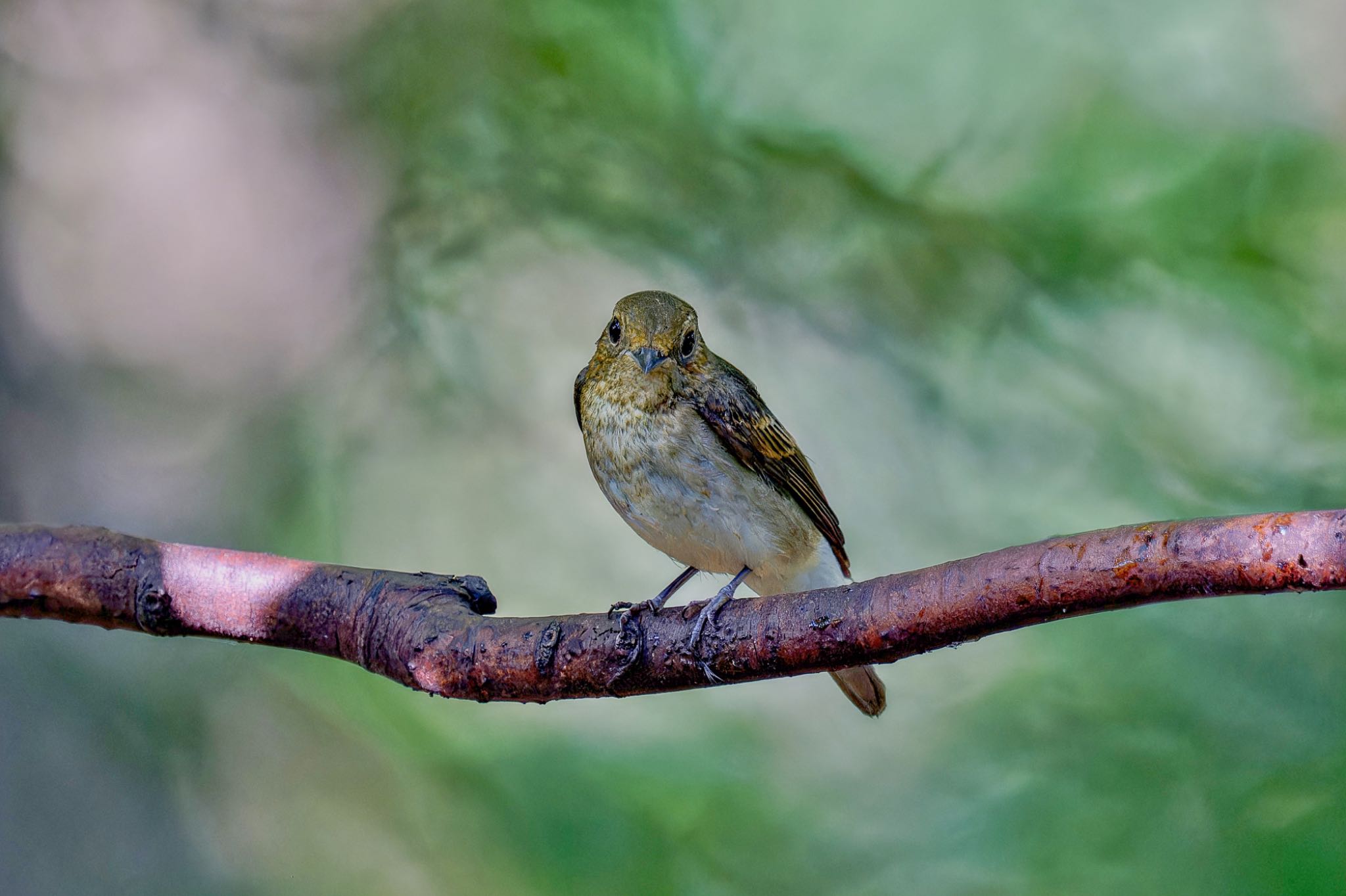 Narcissus Flycatcher