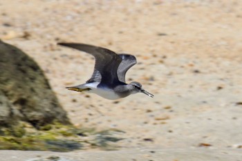 イソシギ 大瀬海岸(奄美大島) 2018年9月17日(月)