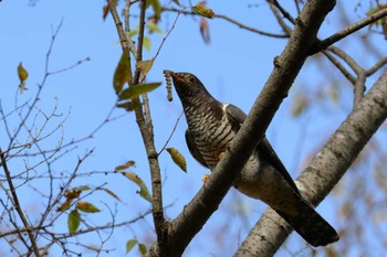 カッコウ ロクハ公園(滋賀県草津市) 2023年10月3日(火)