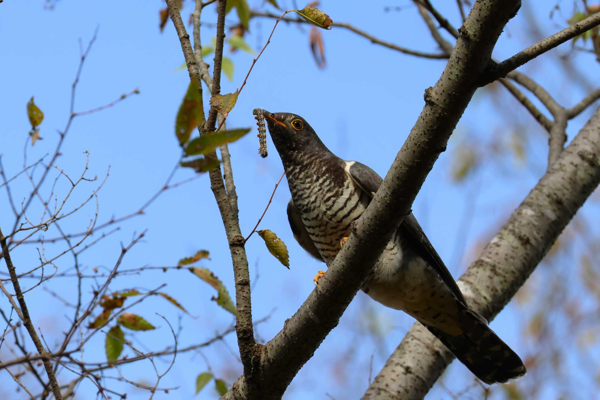 Photo of Common Cuckoo at Rokuha Park by bmont520
