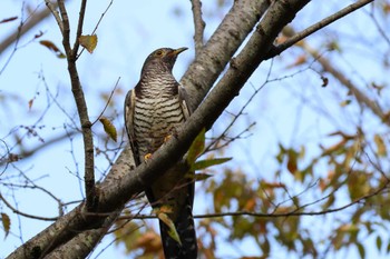 カッコウ ロクハ公園(滋賀県草津市) 2023年10月3日(火)