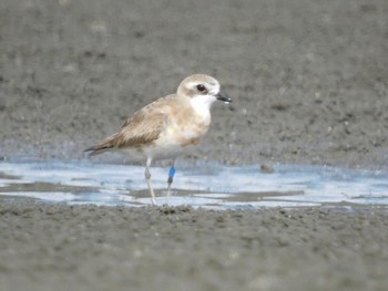 メダイチドリ ふなばし三番瀬海浜公園 2023年9月30日(土)