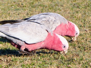 モモイロインコ 場所が不明 2023年9月30日(土)